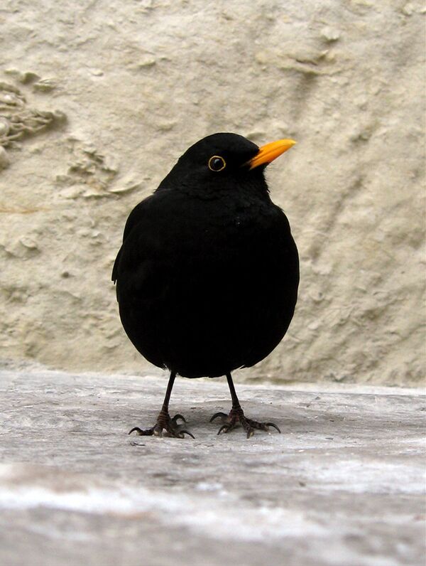 маленькая черная птица с черным клювом