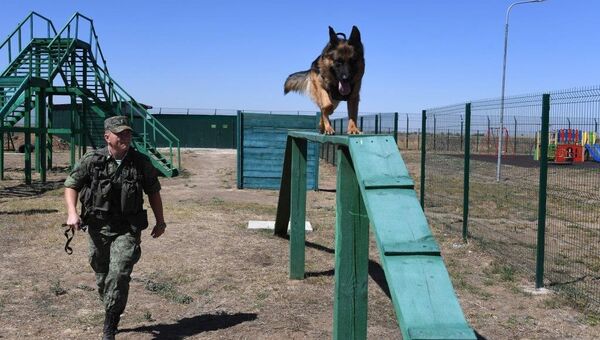 Служебная собака на пограничной заставе на севере Крыма