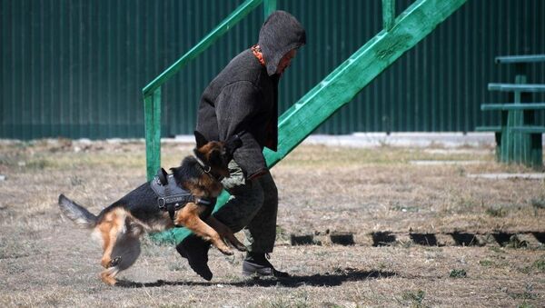 Служебная собака на пограничной заставе на севере Крыма