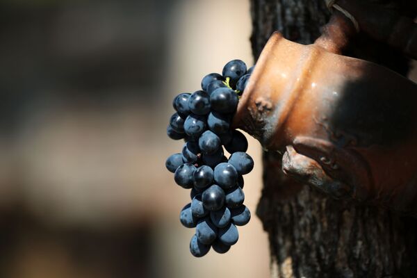 Гроздь винограда в кувшине на Празднике Винограда в селе Перевальное Симферопольского района
