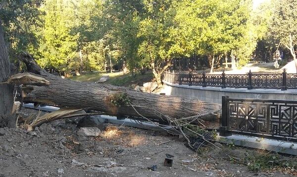 Дерево повредило новое ограждение набережной Салгира