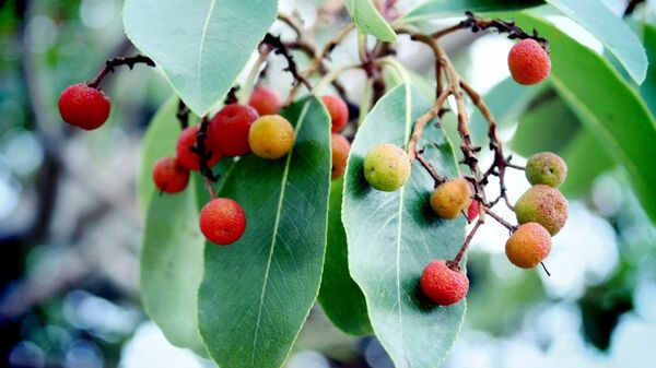 Плоды декоративного растения
