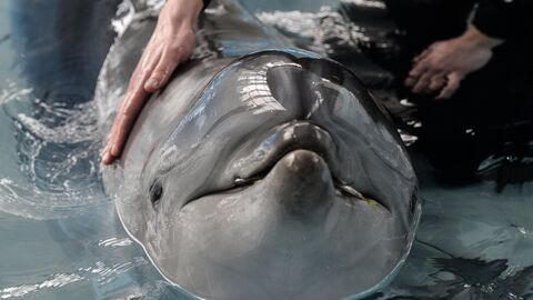 Дельфин-афалина. Архивное фото