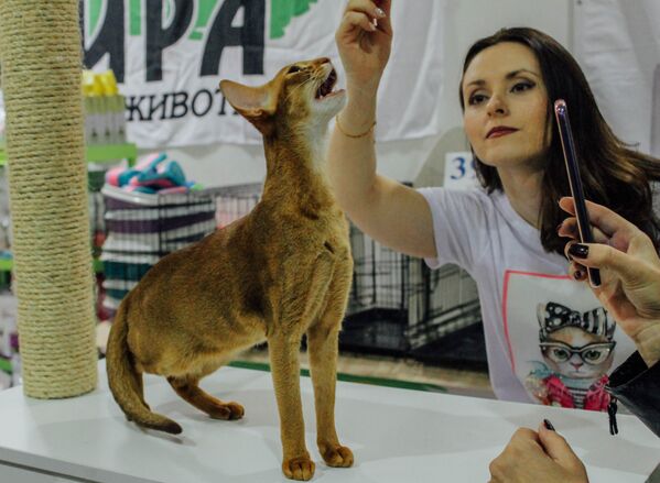Международная выставка кошек в Симферополе