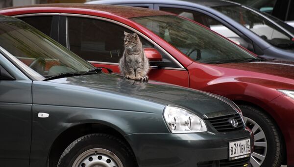 Кошка греется на капоте автомобиля. Крымская осень