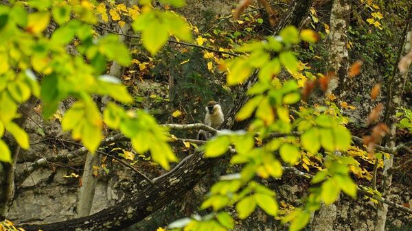 Неожиданный сюрприз: туристы встретили в крымском лесу обезьяну