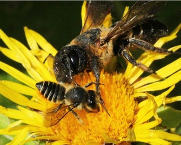 Самки M. sculpturalis (вверху) и M. centuncularis (Linnaeus) (внизу) на соцветии Inula helenium L Самки M. sculpturalis (вверху) и M. centuncularis (Linnaeus) (внизу) на соцветии Inula helenium L
