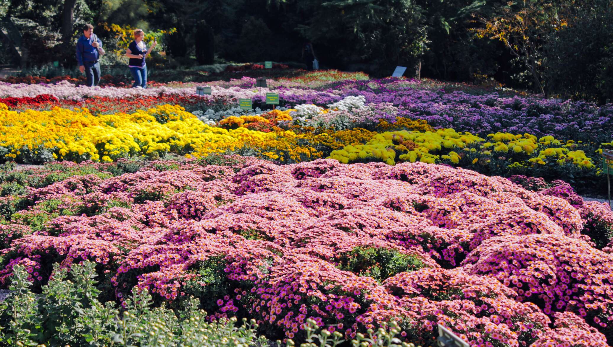 Никитский Ботанический сад хризантемы