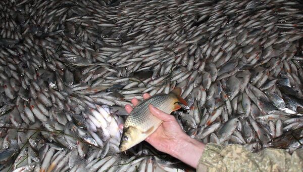 Массовый мор рыбы в Днепре