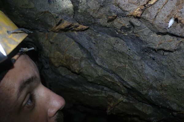 Пещера кажется безжизненной лишь на первый взгляд. Приглядевшись, можно заметить уникальных здешних обитателей - к примеру, белых мокриц троглобионтов.