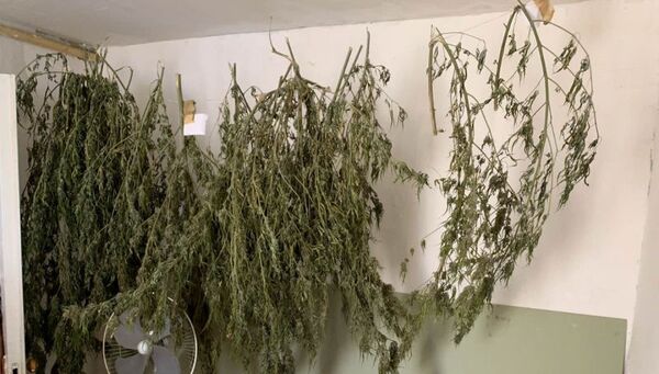 За выращивание конопли грозит марихуаны п