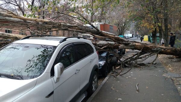 В Севастополе дерево упало на машину
