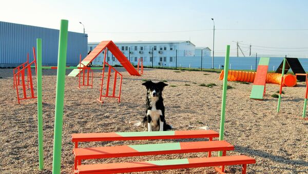 В аэропорту Симферополя установили полосу препятствий для собак  