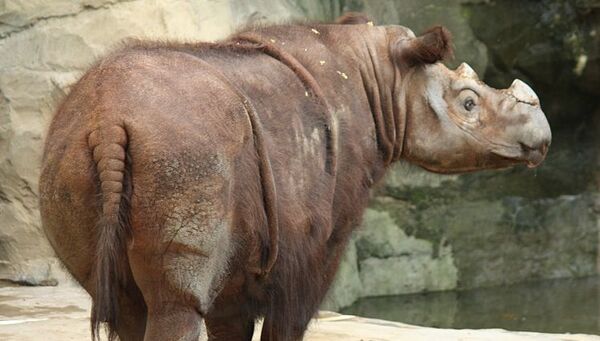 Суматранский носорог в зоопарке Цинциннати