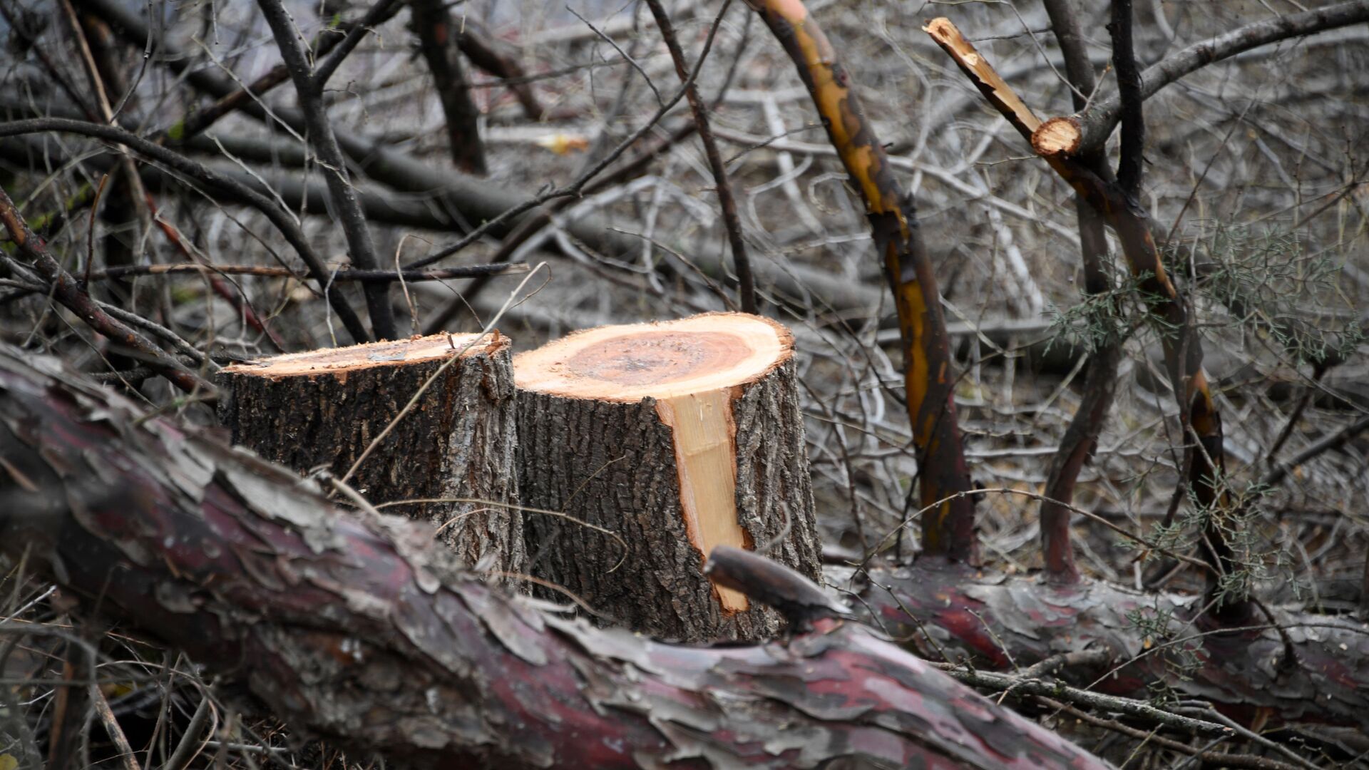 Две тысячи деревьев под пилу: СК проверит массовую вырубку в Керчи - РИА Новости, 1920, 30.01.2023