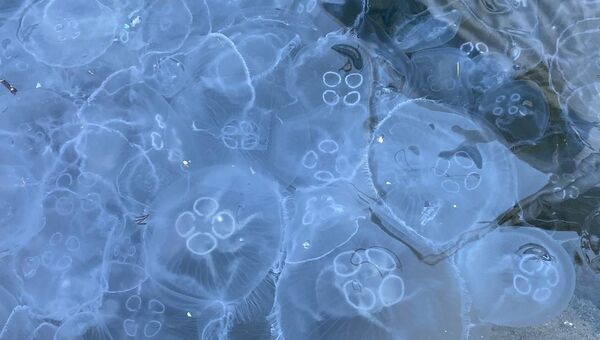 Медузы в балаклавской бухте