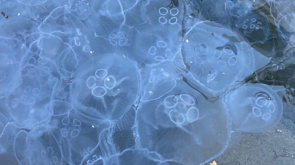 Медузы в балаклавской бухте Медузы в балаклавской бухте