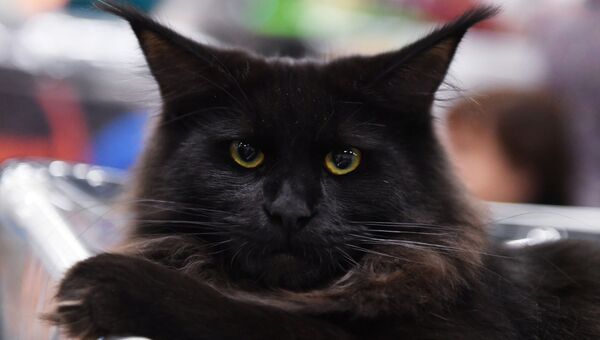 Черный кот. Архивное фото