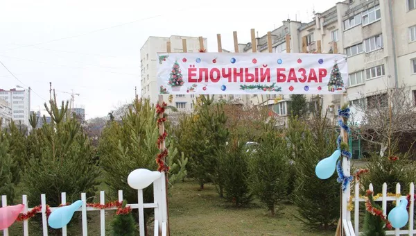 В Севастополе начали работу елочные базары