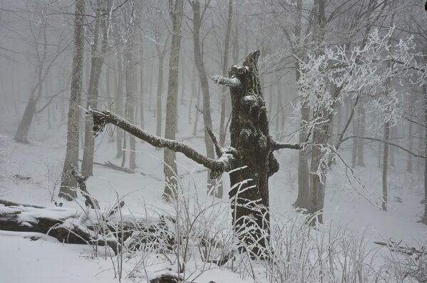 Зимний лес в Крыму. Леший