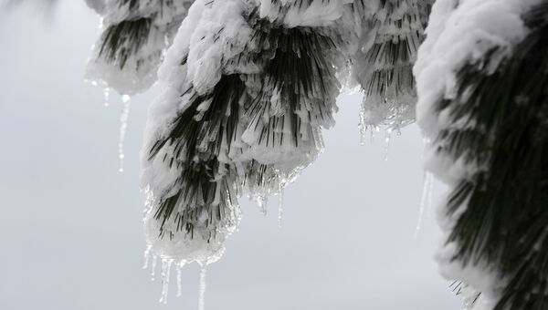 Снег, лед, сосульки... У подножья горы - тепло, и еще в декабре в Ялте пыталась расцвести сирень и абрикосы