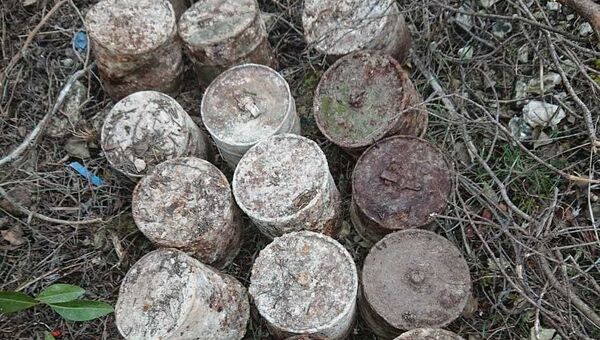 Севастопольские грибники нашли вместо грибов гранаты