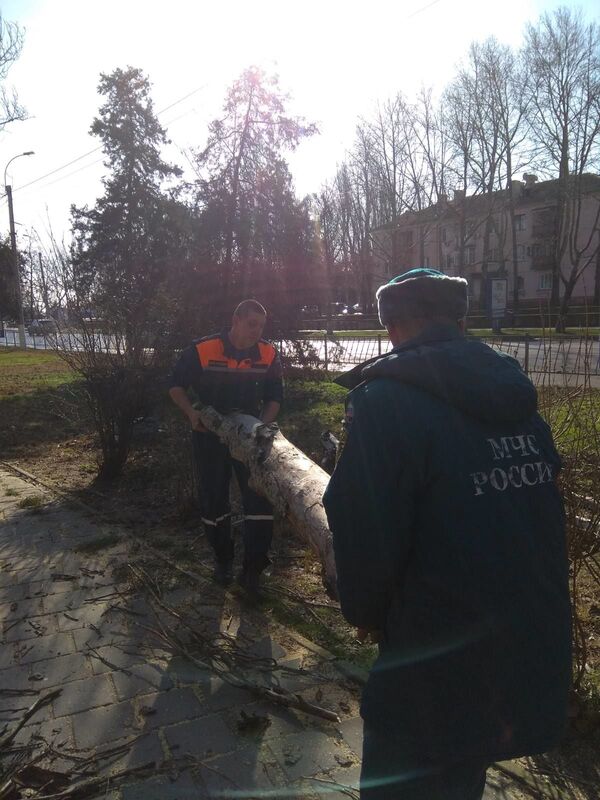 #Народнаясводка: в Керчи мужчину насмерть придавило деревом - фото #Народнаясводка: в Керчи мужчину насмерть придавило деревом - фото