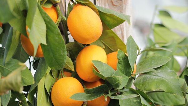 Лимоны вызревают в крымских теплицах