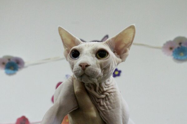 У кошки породы сфинкс Айкони разный окрас радужной оболочки глаза. Они разного цвета, однако, это стало ее изюминкой. 