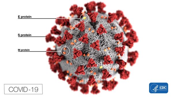 Иллюстрация, созданная в Центре по контролю и профилактике заболеваний (CDC), раскрывает ультраструктурную морфологию коронавирусов.