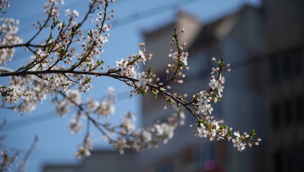 Весна цветущее дерево ветка