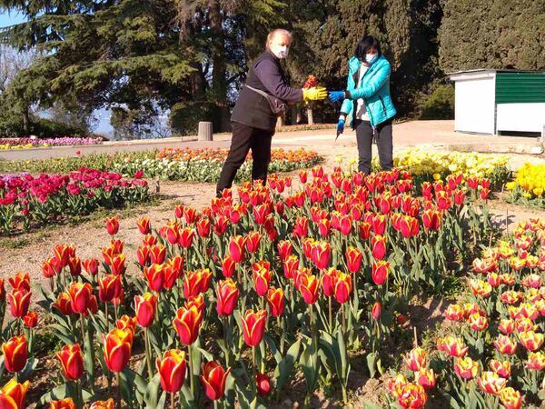 В подарок врачам: в ботсаду в Крыму срезают выставку Парад тюльпанов В подарок врачам: в ботсаду в Крыму срезают выставку Парад тюльпанов