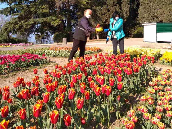 В подарок врачам: в ботсаду в Крыму срезают выставку Парад тюльпанов В подарок врачам: в ботсаду в Крыму срезают выставку Парад тюльпанов