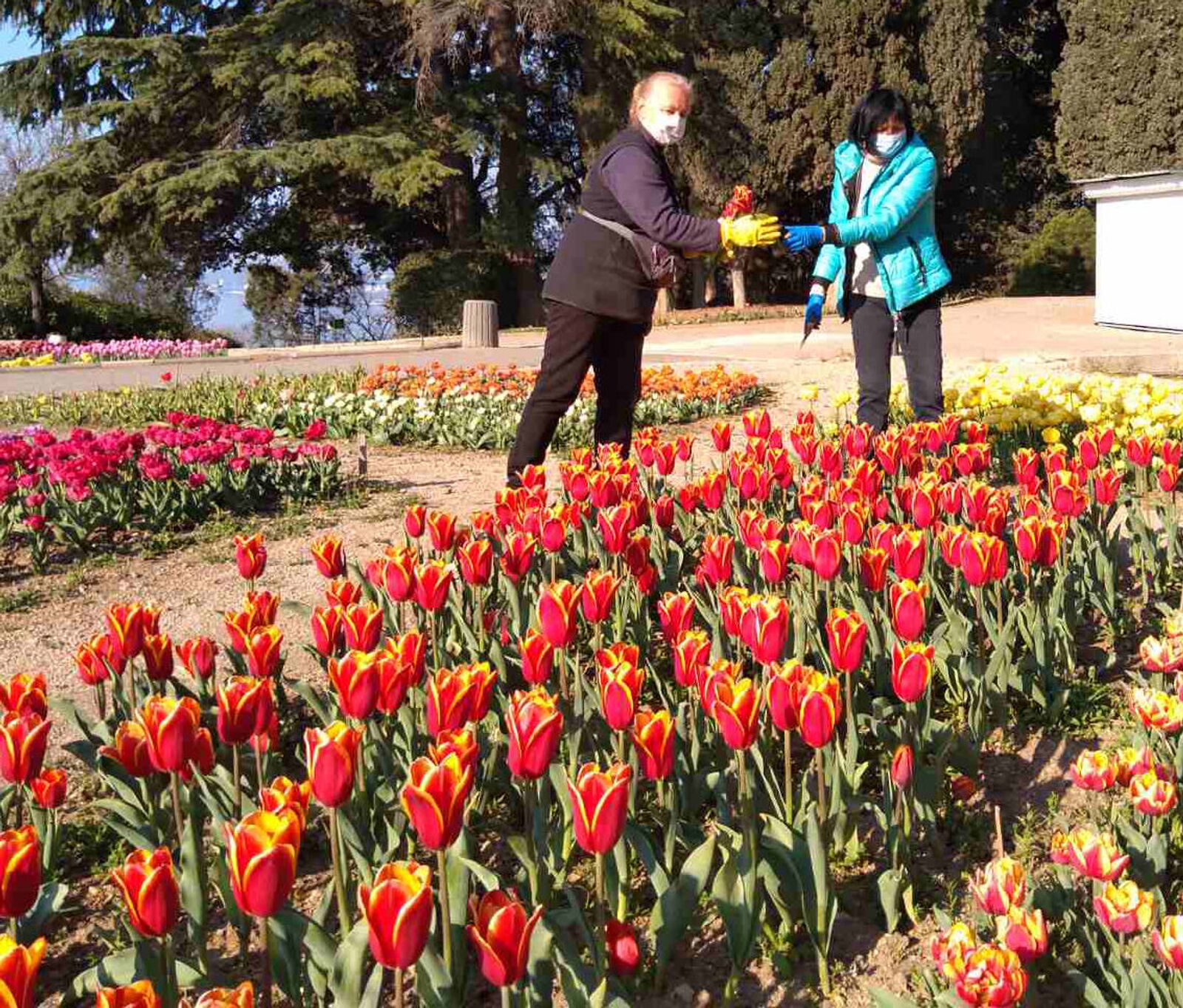 Фото с тюльпанами на улице. Никитинский Ботанический сад парад тюльпанов. Никитинский Ботанический сад тюльпаны. Никитский Ботанический сад в Крыму тюльпаны. Никитинский Ботанический сад в Ялте тюльпаны.