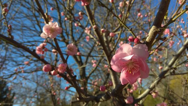 Весна цветущее дерево 