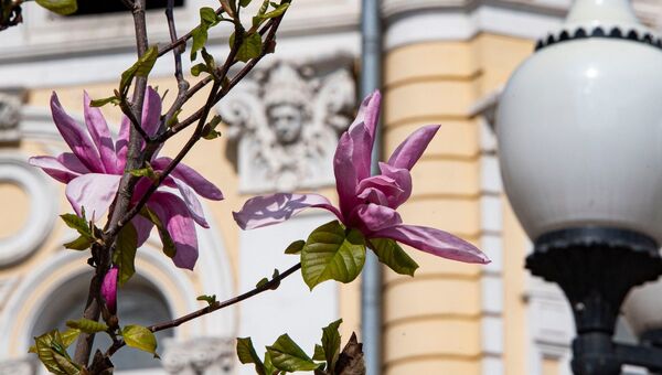 Карантин весна магнолия улица Пушкина