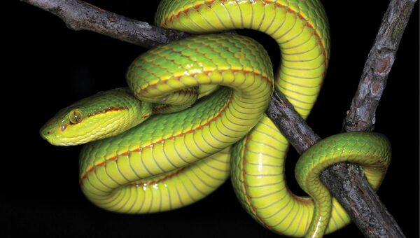 Новый вид гремучей змеи, названный в честь темного волшебника Салазара Слизерина из мира Гарри Поттера