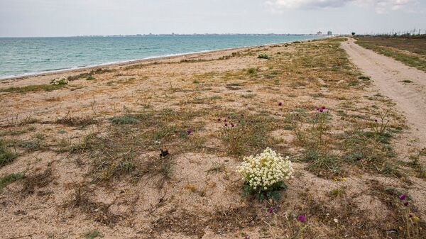 Море берег дикий пляж весна Евпатория
