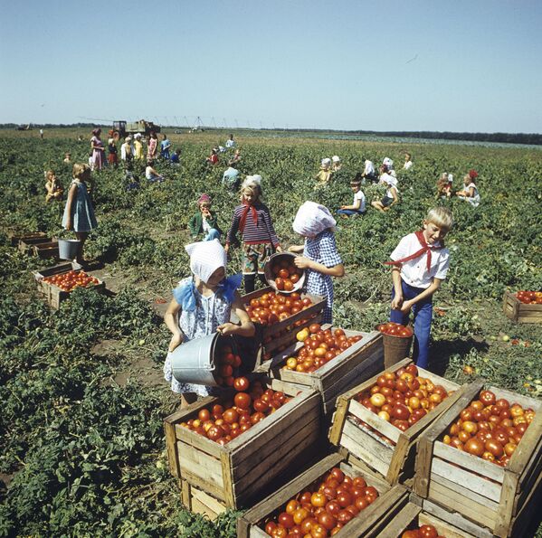 Сбор пионерами урожая томатов в колхозе Советская Россия, 1984 год