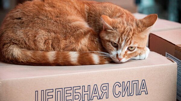 Кот на ящиках с готовой продукцией предприятия Сакской ГГРЭС Кот на ящиках с готовой продукцией предприятия Сакской ГГРЭС