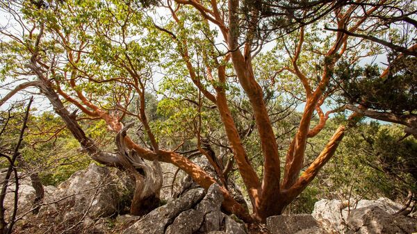 Земляничник на мысе Мартьян