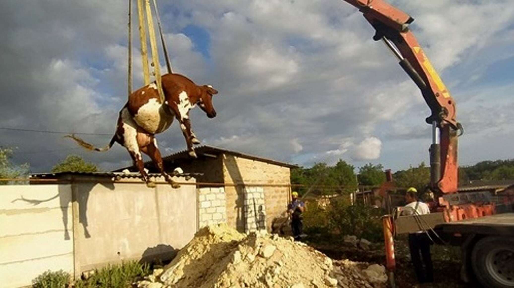 Корова крым. Корова сорвалась с крана. Корова упала с крана 2020. Корова упала с крана Пакистан.