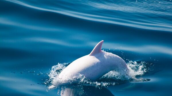 Дельфин-альбинос у берегов Крыма