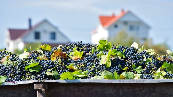 Сбор винограда в Крыму