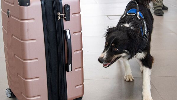 Бордер-колли Алиса на досмотре багажа в аэропорту Симферополь