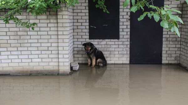 Собака во время паводка в Ставропольском крае