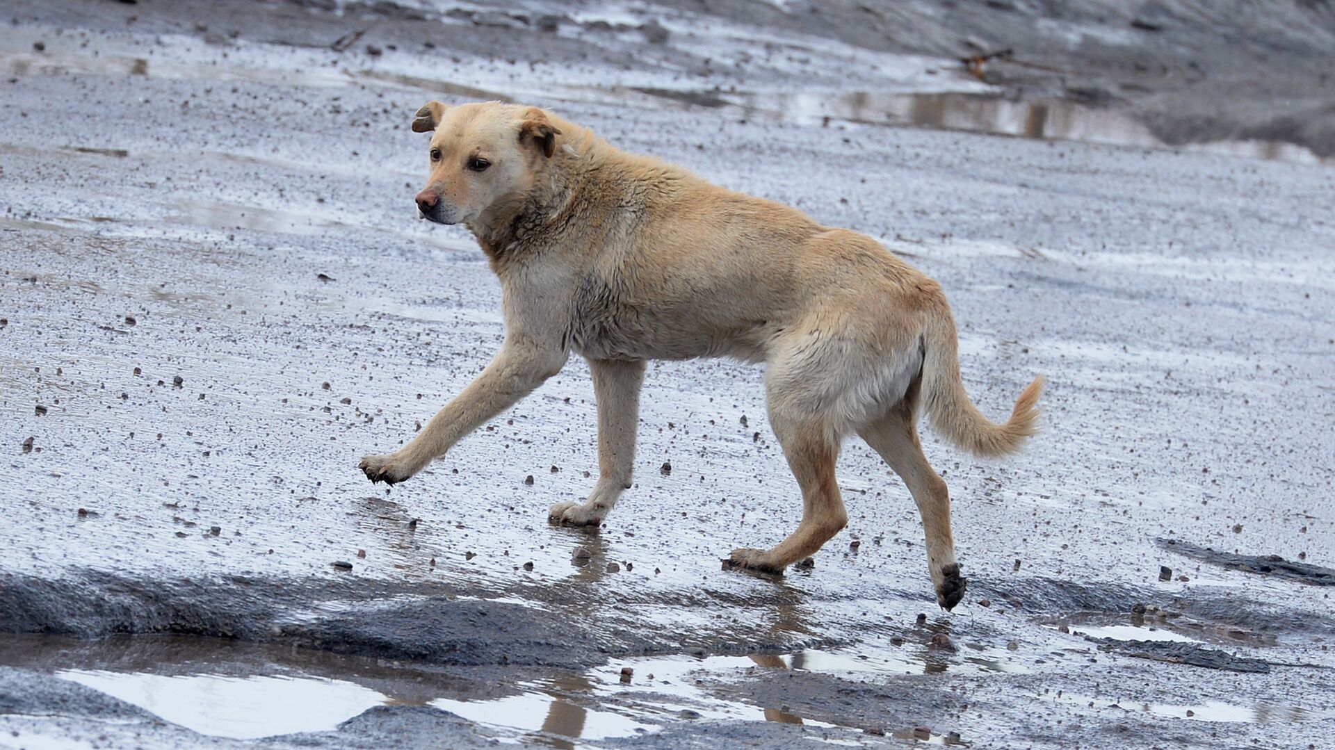 Разбитые дороги в Великом Новгороде - РИА Новости, 1920, 31.07.2022