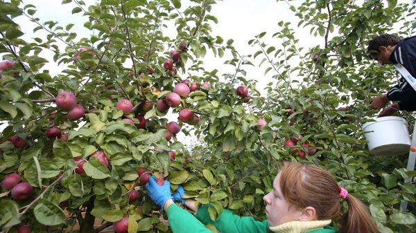 Сбор урожая яблок. Архивное фото