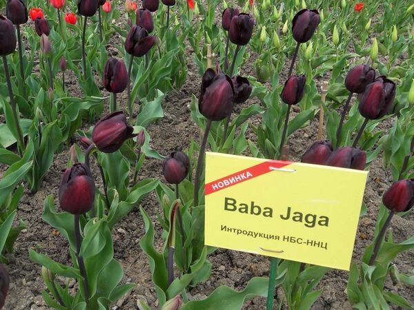 Парад тюльпанов в Никитском ботсаду. Открытие, апрель 2015